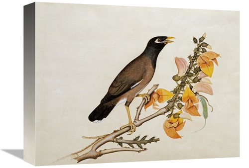 Global Gallery GCS-267815-16-142 16 in. A Minah Bird Perched on a Flow