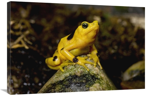 Global Gallery GCS-450918-2436-142 24 x 36 in. Panamanian Golden Frog&