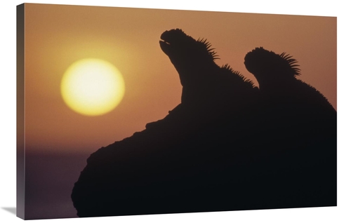 24 x 36 in. Marine Iguana Pair Silhouetted on Lava Shore, Galapago