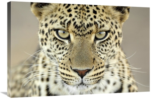 Global Gallery GCS-398241-2436-142 24 x 36 in. Leopard Female, Ser