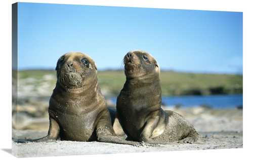 Global Gallery GCS-451584-2436-142 24 x 36 in. Hookers Sea Lion, Y