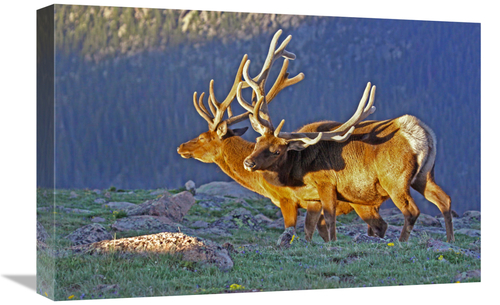 Global Gallery GCS-486549-22-142 22 in. Bull Elks at Sunrise Art Print