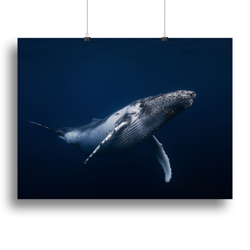 Humpback Whale In Blue Canvas Print or Poster