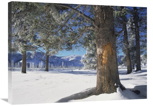 Global Gallery GCS-396187-2432-142 24 x 32 in. Winter in Yellowstone N