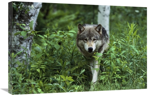 Global Gallery GCS-452557-2030-142 20 x 30 in. Timber Wolf Walking Thr