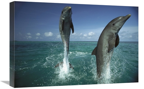 Global Gallery GCS-398493-1624-142 16 x 24 in. Bottlenose Dolphin Pair