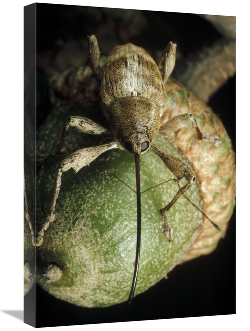 Global Gallery GCS-450689-1624-142 16 x 24 in. Black Oak Acorn Weevil 