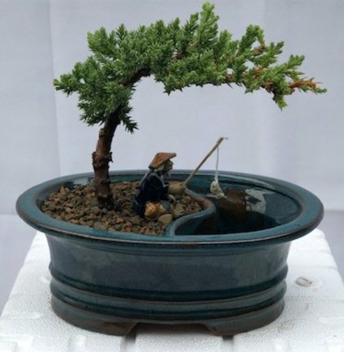 Juniper Bonsai TreeLand/Water Pot - Small(Juniper Procumbens "nana")