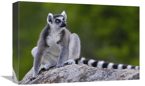 Global Gallery GCS-453257-1218-142 12 x 18 in. Ring-Tailed Lemur Portr