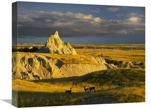 Global Gallery GCS-396850-1620-142 16 x 20 in. Mule Deer Trio in the G