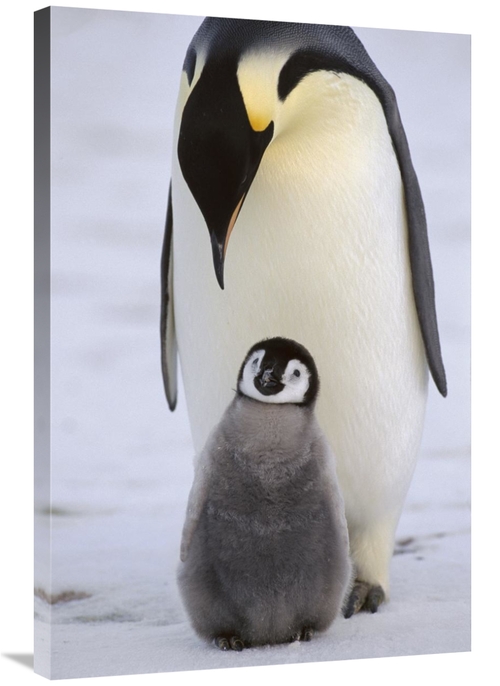 Global Gallery GCS-452316-2436-142 24 x 36 in. Emperor Penguin Parent 
