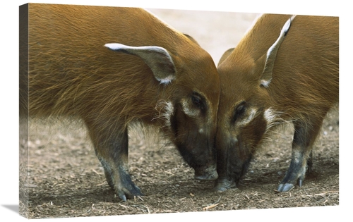 Global Gallery GCS-398164-2030-142 20 x 30 in. Red River Hog Pair Stan