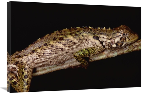 Global Gallery GCS-451020-2436-142 24 x 36 in. Iguanid Lizard Portrait