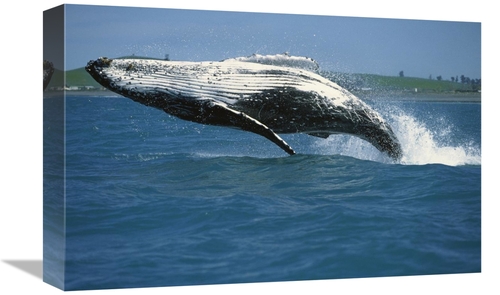 Global Gallery GCS-398197-1218-142 12 x 18 in. Humpback Whale Breachin