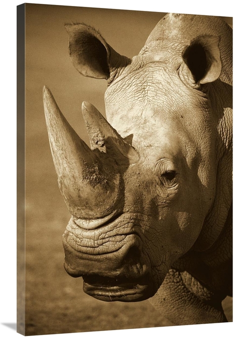 Global Gallery GCS-453661-2436-142 24 x 36 in. White Rhinoceros Portra