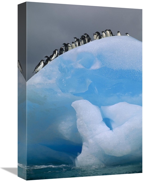 Global Gallery GCS-451413-1218-142 12 x 18 in. Adelie Penguin Group Re