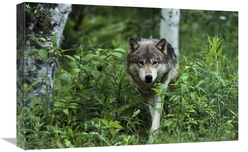 Global Gallery GCS-452557-1624-142 16 x 24 in. Timber Wolf Walking Thr