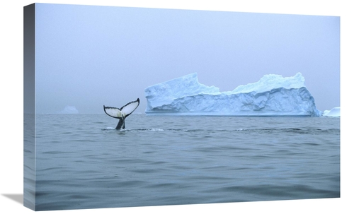 Global Gallery GCS-453396-1624-142 16 x 24 in. Humpback Whale Tail Nea