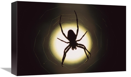 Global Gallery GCS-397504-1218-142 12 x 18 in. Spider Silhouetted in I