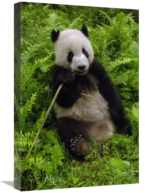 Global Gallery GCS-397879-1624-142 16 x 24 in. Giant Panda Eating Bamb