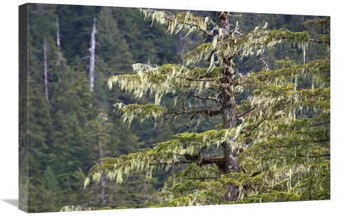 Global Gallery GCS-453617-2030-142 20 x 30 in. Spruce Covered with Bea