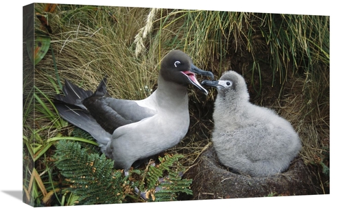 Global Gallery GCS-451600-1624-142 16 x 24 in. Light-Mantled Albatross