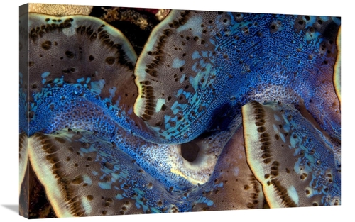 Global Gallery GCS-398221-2030-142 20 x 30 in. Fluted Giant Clam Mantl