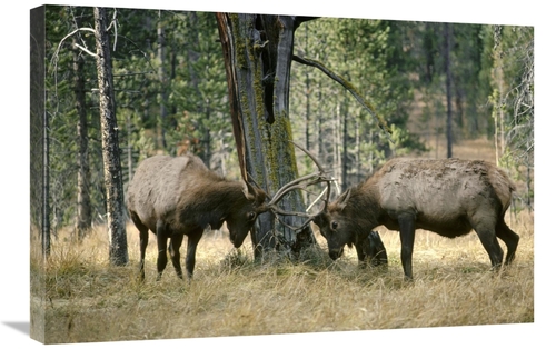 Global Gallery GCS-451863-2030-142 20 x 30 in. Elk Two Males Sparring&
