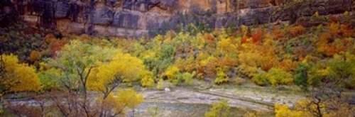 Panoramic Images PPI144138L Big Bend in fall  Zion National Park  Utah