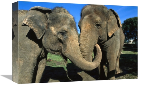 Global Gallery GCS-398163-1218-142 12 x 18 in. Asian Elephant Pair wit