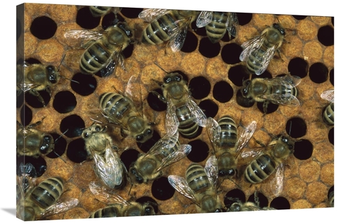 Global Gallery GCS-452361-2436-142 24 x 36 in. Honey Bee Workers on Ho