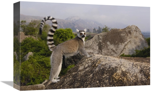 Global Gallery GCS-453255-1218-142 12 x 18 in. Ring-Tailed Lemur in th