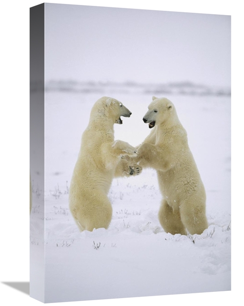 Global Gallery GCS-452503-1218-142 12 x 18 in. Polar Bear Two Males Pl