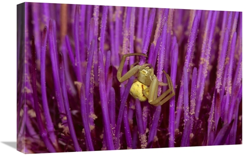 Global Gallery GCS-452848-1624-142 16 x 24 in. Goldenrod Crab Spider F