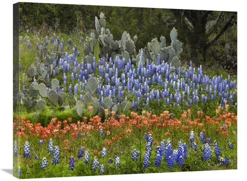 Global Gallery GCS-396136-2432-142 24 x 32 in. Bluebonnet & Pricky Pea