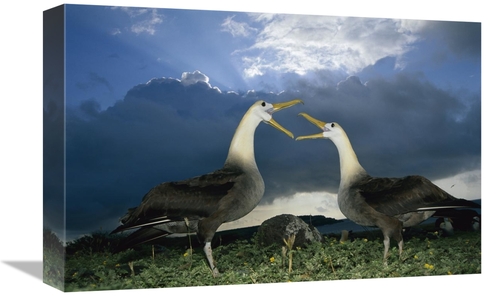 Global Gallery GCS-451738-1218-142 12 x 18 in. Waved Albatross Courtsh