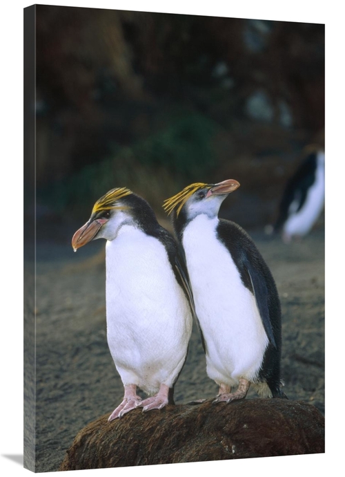 Global Gallery GCS-452445-2436-142 24 x 36 in. Royal Penguin Pair on N