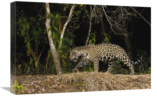 Global Gallery GCS-453112-1624-142 16 x 24 in. Jaguar Female, Cuia