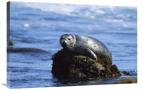 Global Gallery GCS-452736-2436-142 24 x 36 in. Harbor Seal Hauled Out 
