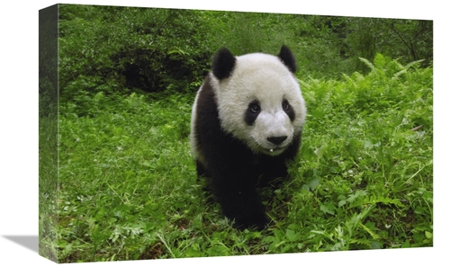 Global Gallery GCS-397878-1218-142 12 x 18 in. Giant Panda Standing in