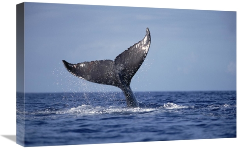 Global Gallery GCS-450998-1624-142 16 x 24 in. Humpback Whale Tail Lob