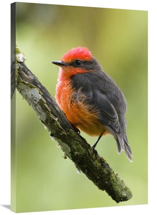 Global Gallery GCS-397359-2436-142 24 x 36 in. Vermilion Flycatcher Ma