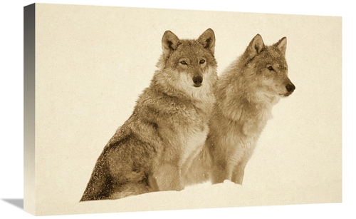 Global Gallery GCS-453685-1624-142 16 x 24 in. Timber Wolf Portrait of