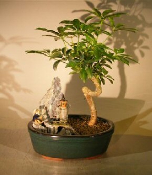 Hawaiian Umbrella Bonsai Tree - Coiled Trunk Stone Landscape