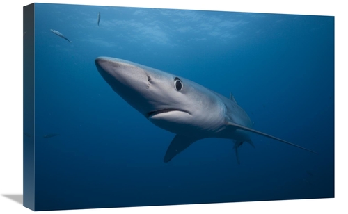 Global Gallery GCS-397477-1624-142 16 x 24 in. Blue Shark, San Die