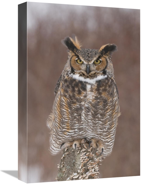 Global Gallery GCS-397343-1218-142 12 x 18 in. Great Horned Owl, H