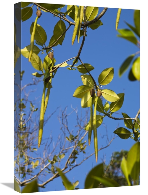 Global Gallery GCS-453621-1624-142 16 x 24 in. Bakau Kurap Fruit, 