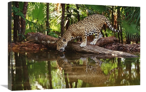 Global Gallery GCS-452755-2030-142 20 x 30 in. Jaguar Drinking, Be