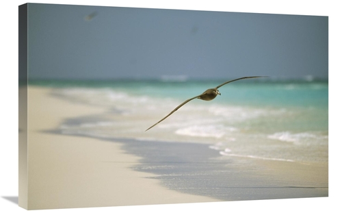 Global Gallery GCS-451442-2030-142 20 x 30 in. Black-Footed Albatross 