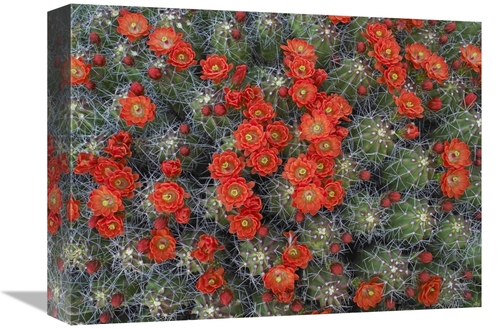 Global Gallery GCS-396537-1216-142 12 x 16 in. Claret Cup Cactus Detai